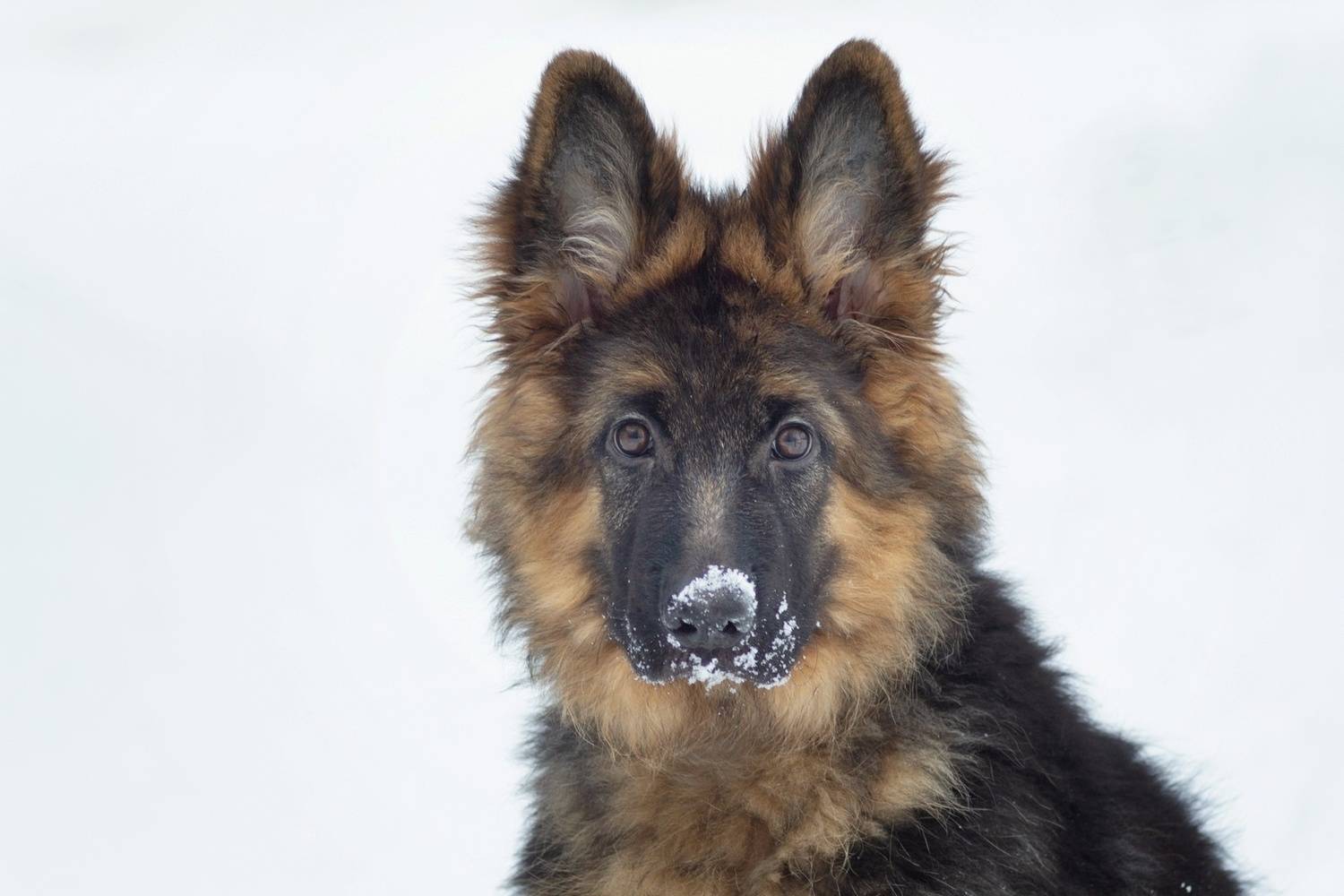 немецкая, овчарка., Александр Канцур