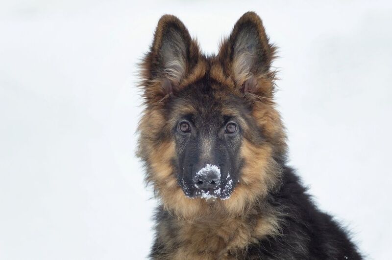немецкая, овчарка. классический портрет. фото превью
