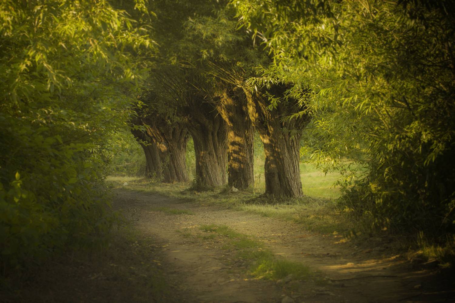 Tree, Nature, Forest, Landscape, Woodland, Willows, Alley, Krak&oacute;w, Poland, Road, Damian Cyfka