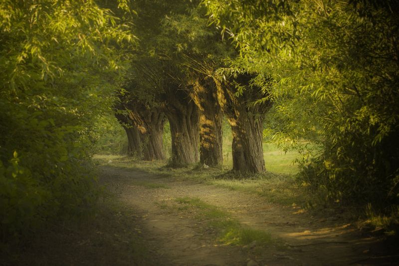 Tree, Nature, Forest, Landscape, Woodland, Willows, Alley, Kraków, Poland, Road Willows alley фото превью