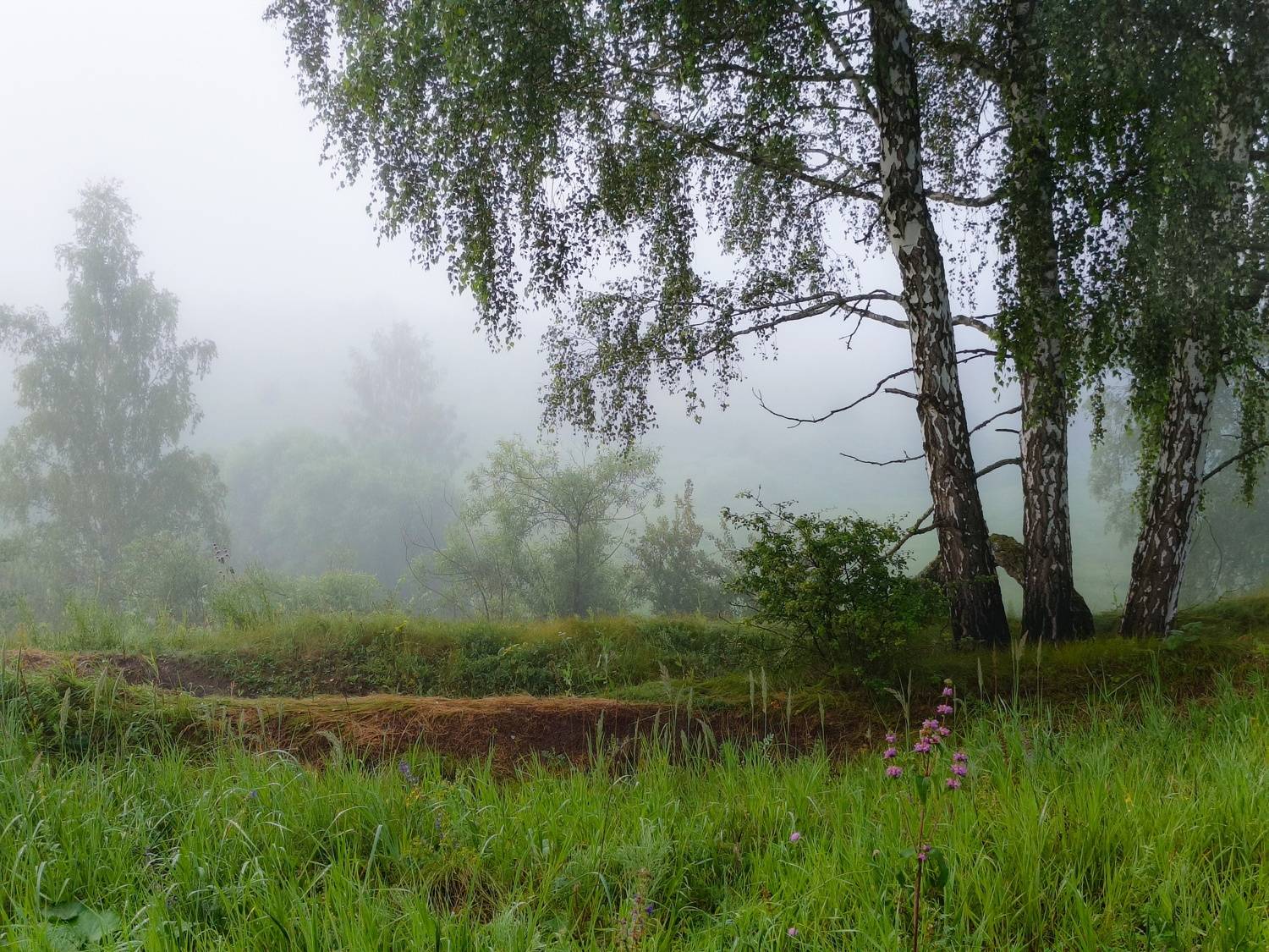 , Кондрашова Светлана