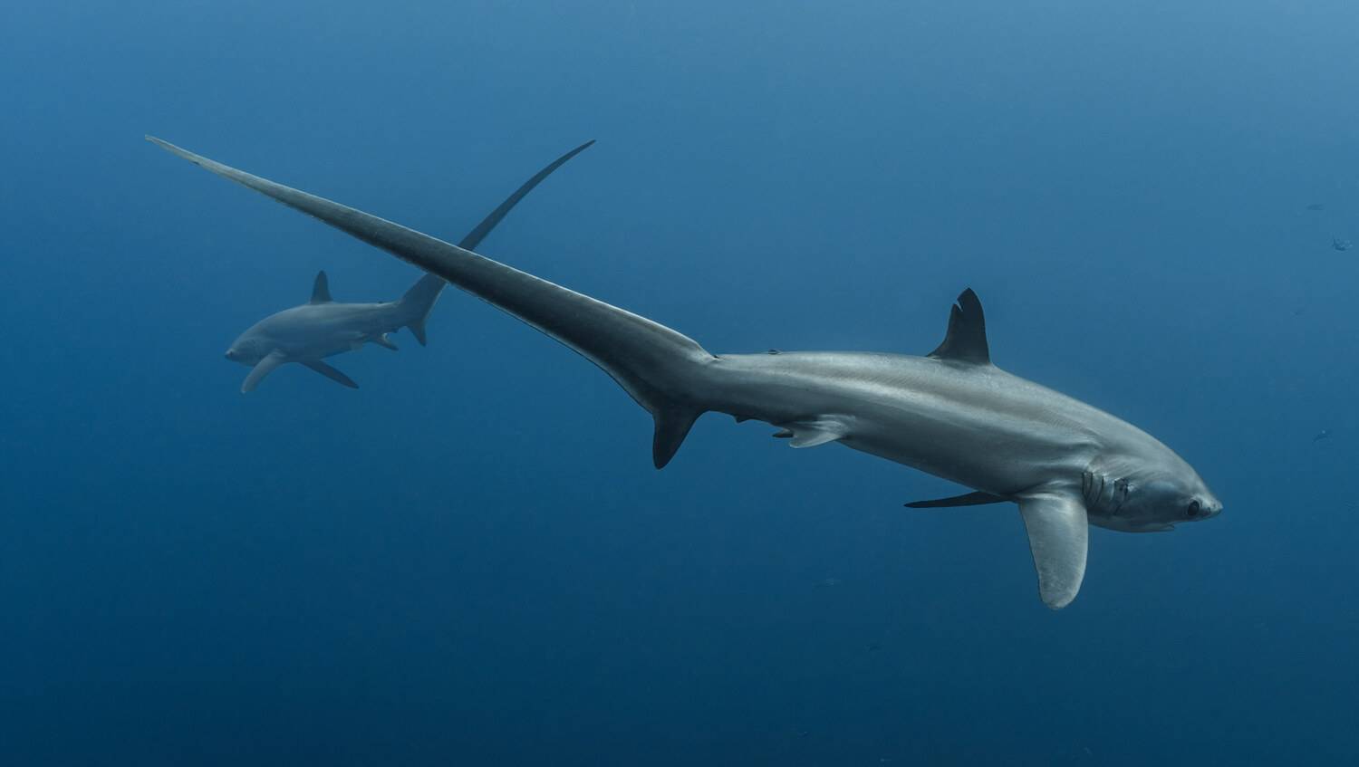 , Савин Андрей