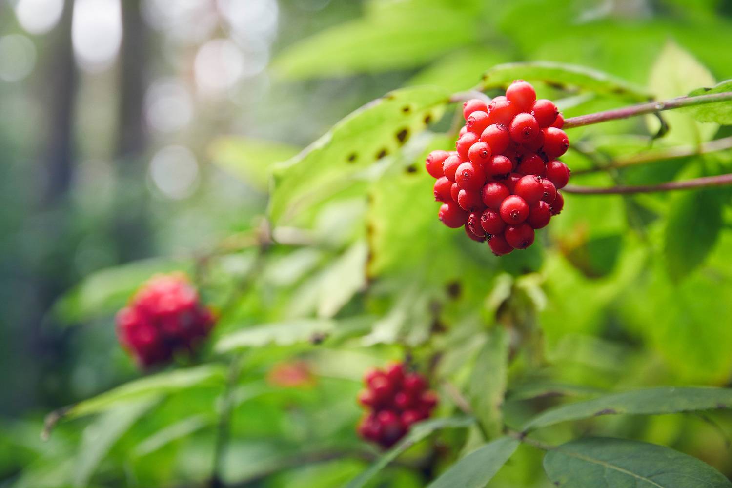 лес, ягоды, Валерий Вождаев