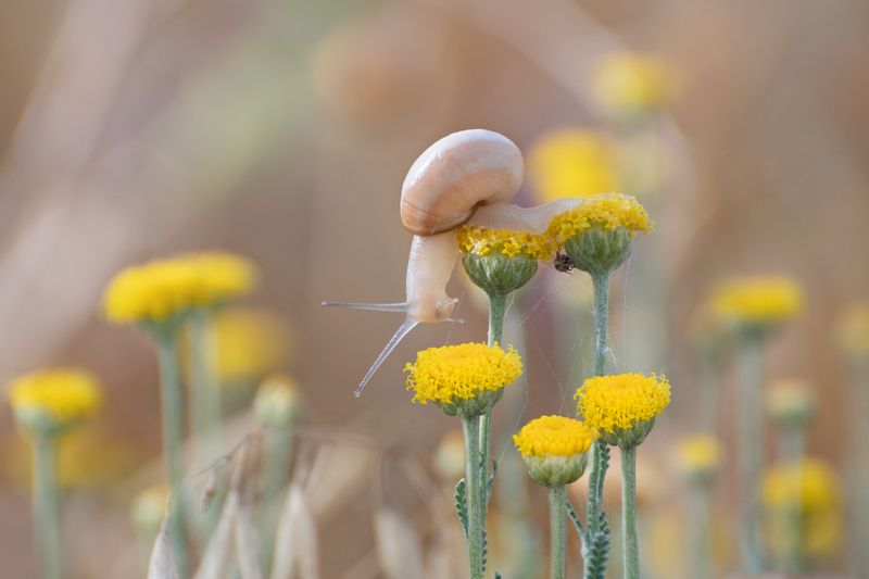 *Воспоминание о майских днях... фото превью