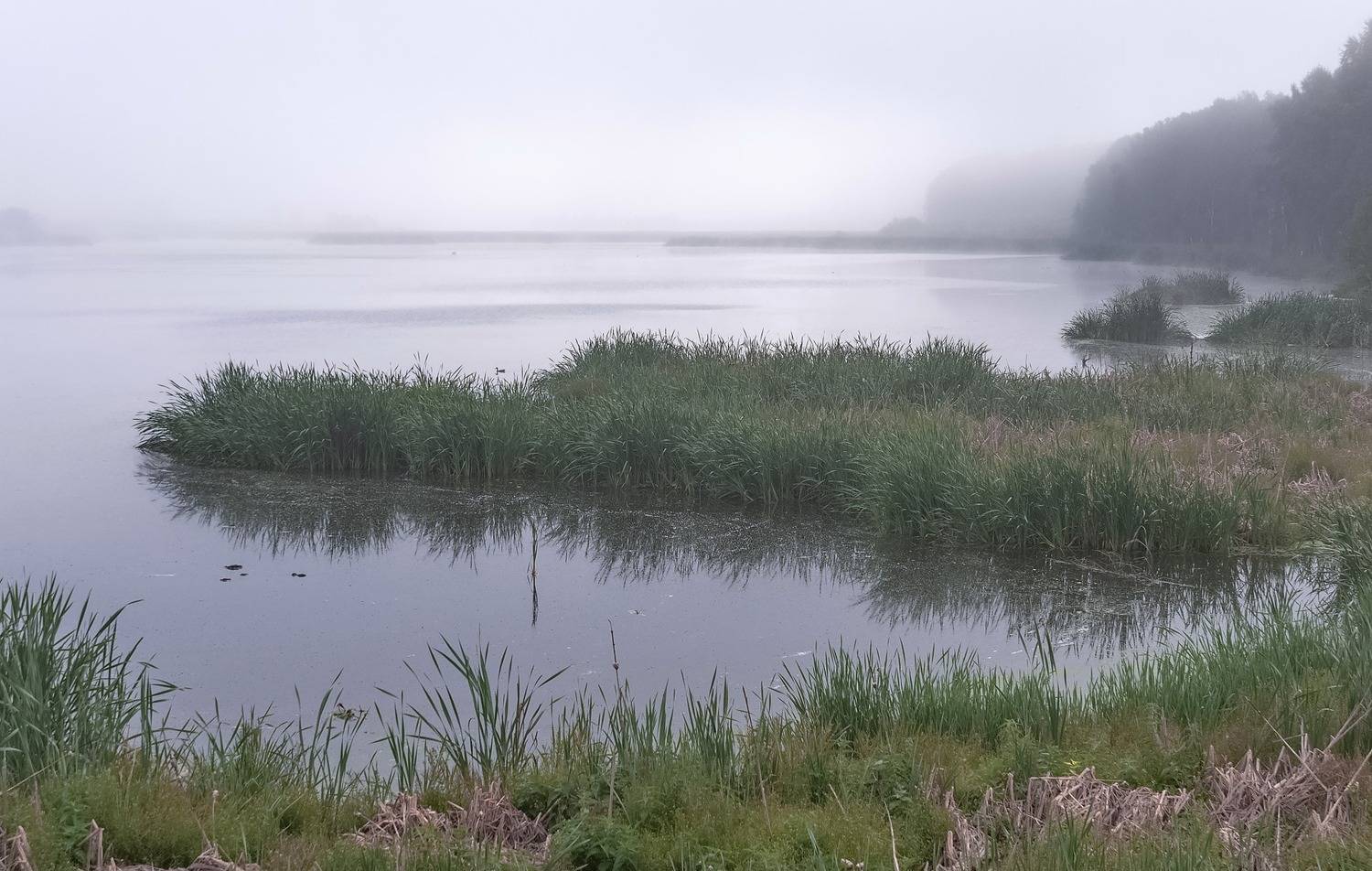 болото, утро, туман, островок, Марина Фомина