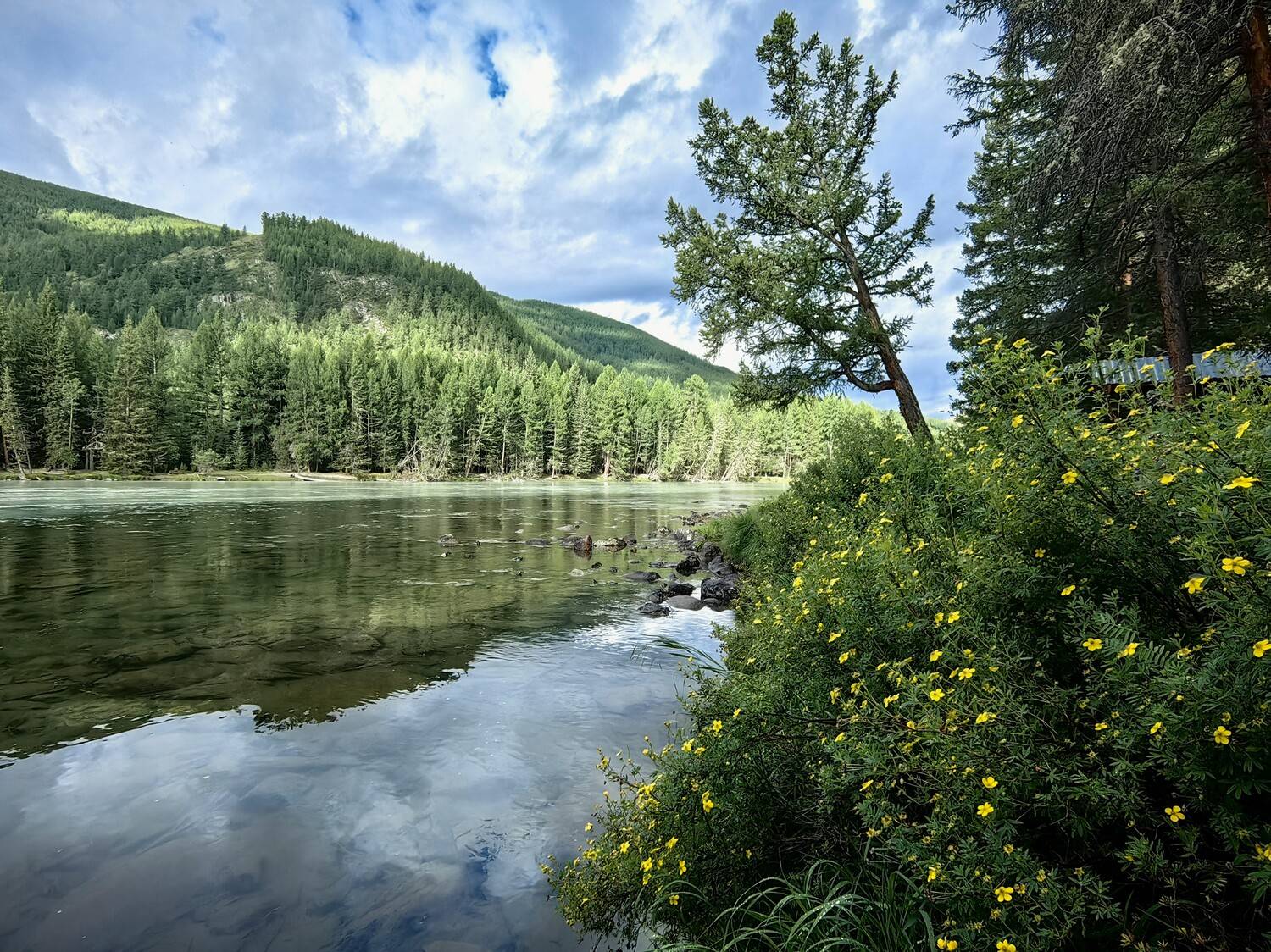 природа,алтай,джазатор,река,отражения,флора,курильский чай,деревья, Козлова Галина