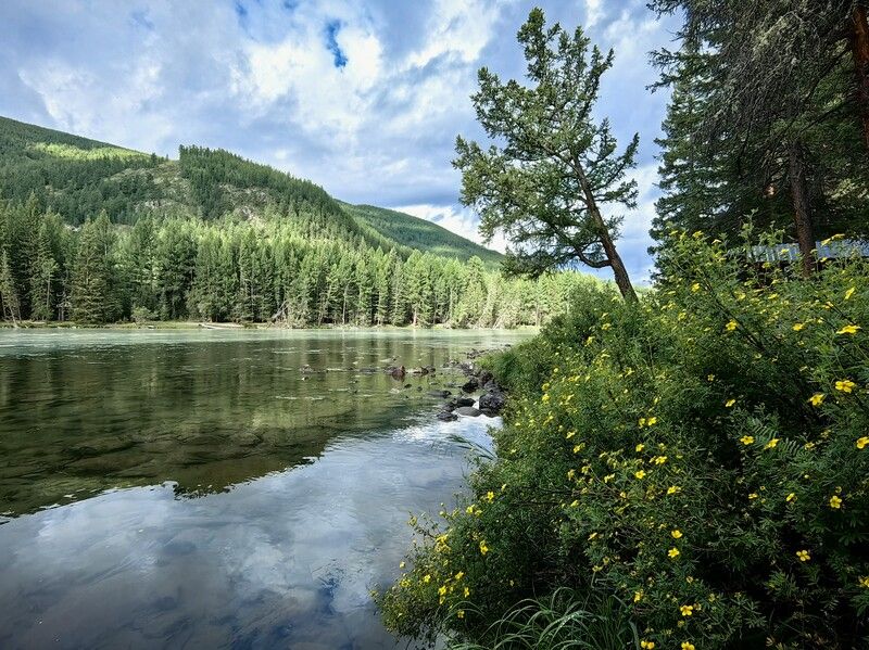 Курильский чай на берегу реки фото превью