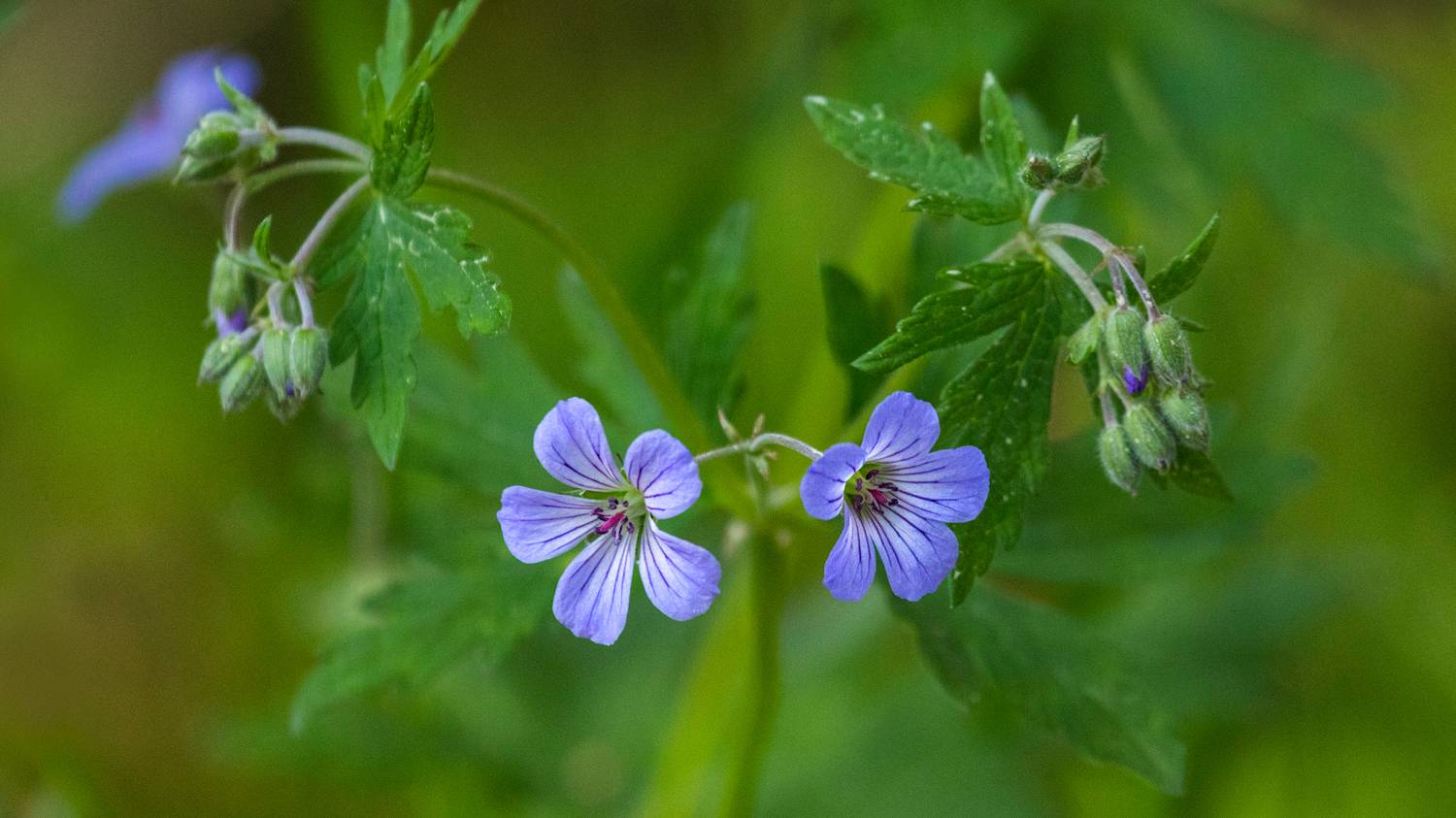 , Ушаков Валерий