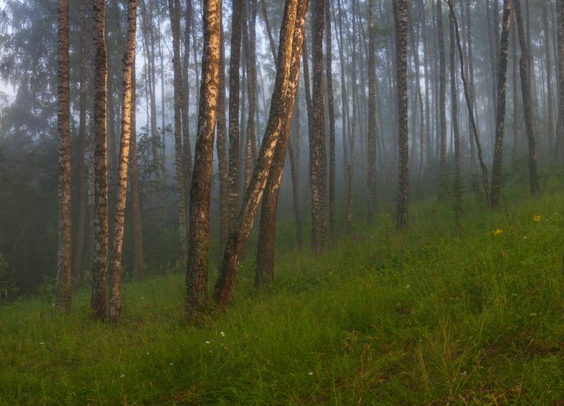 лес, рассвет , лето  фото превью