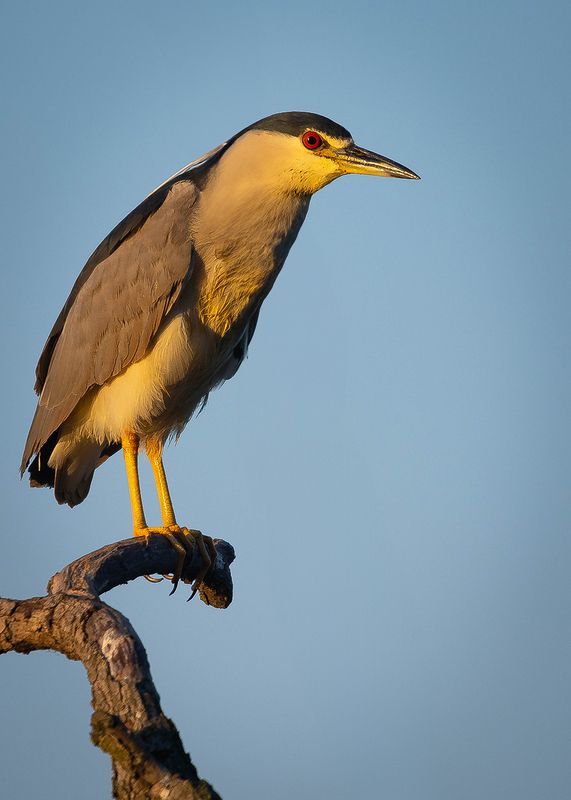 Кваква фото превью