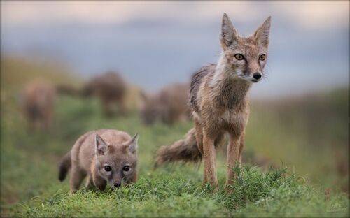 Степной дозор