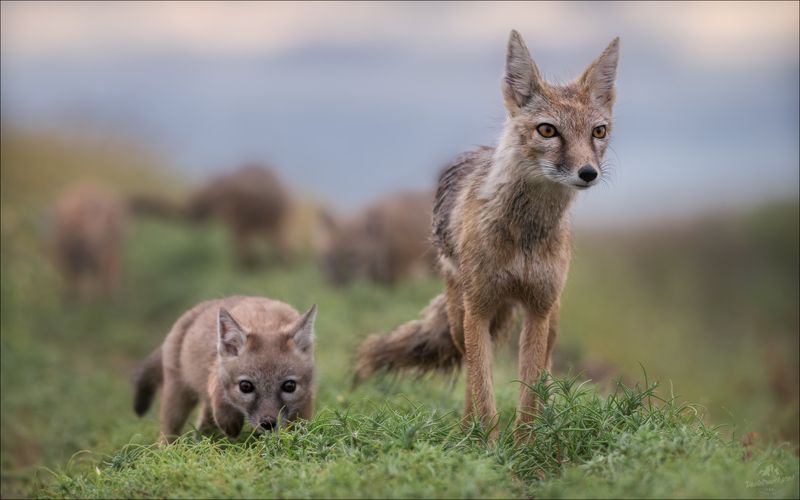 корсак, лиса, степная лиса, взрослый корсак, маныч,заповедник черные земли, корсачок, фото корсака, молодой корсак, степная лисица, vulpes corsac, калмыкия, черные земли,  корсачонок, корсачата, калмыцкий корсак, корсаки, vulpes corsac kalmykorum, Степной дозор фото превью