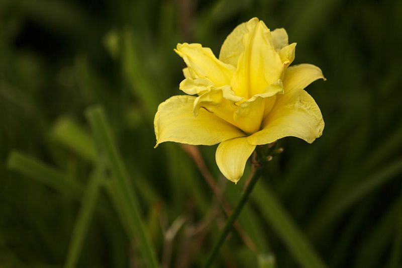 природа, цветы, крупный план, лето Лилейники фото превью