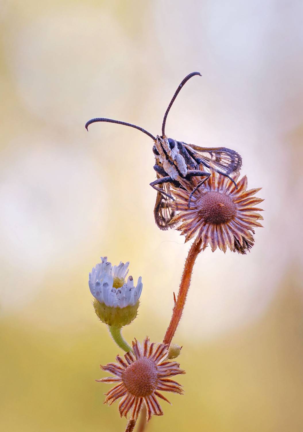 , Чепленко Алексей