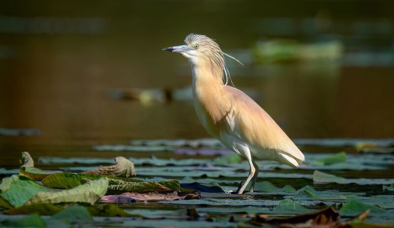 squacco, heron На ковре из листьев лотоса жёлтая цапля фото превью
