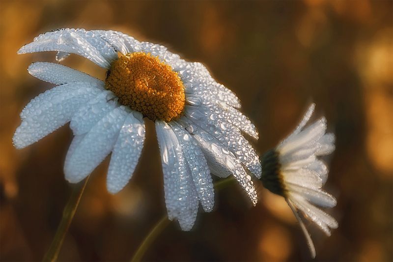 утро ромашки роса капли В утренней росе фото превью