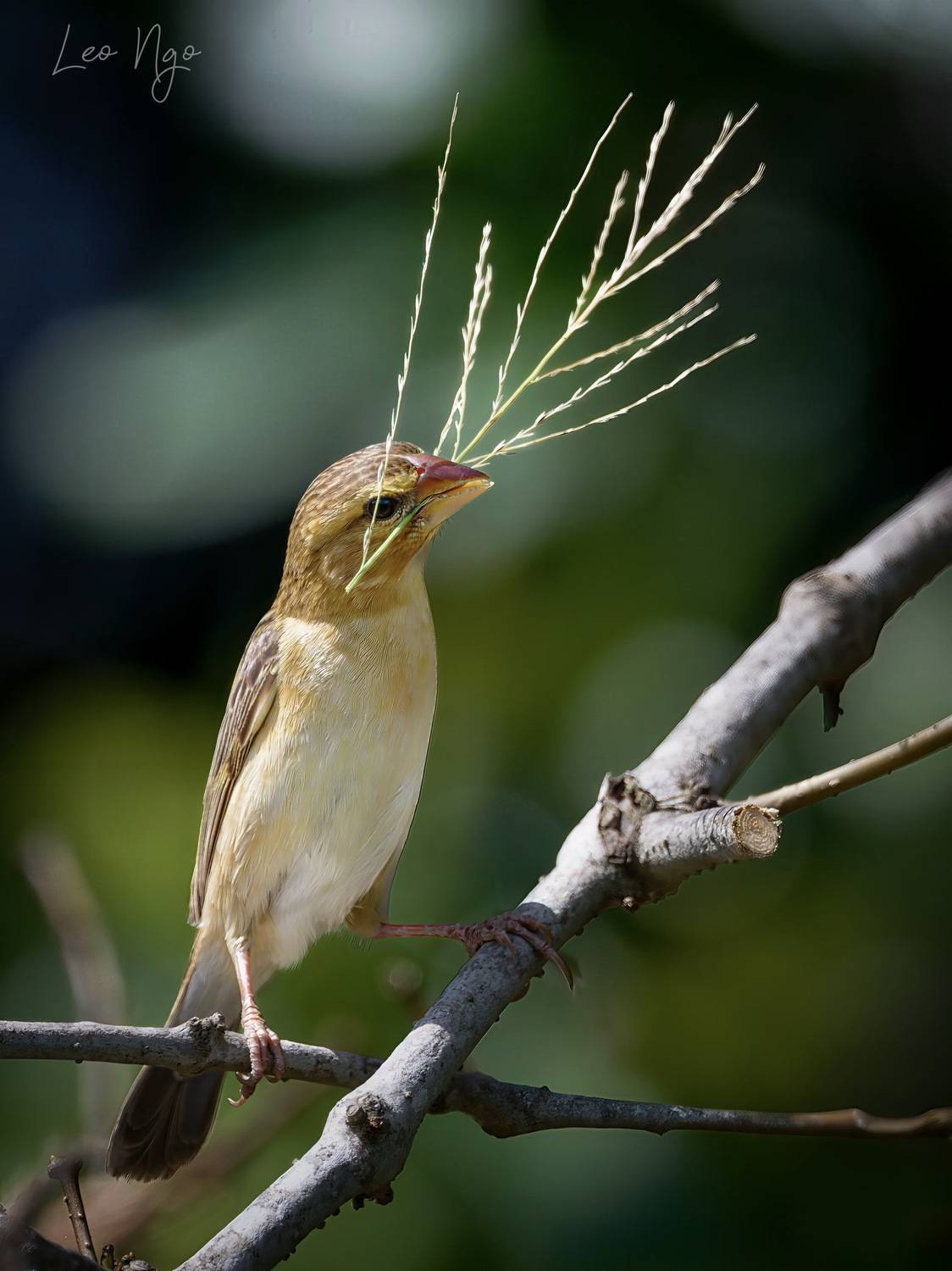 Asian Golden Weaver - Female. Автор: Leo Ngo , Leo Ngo