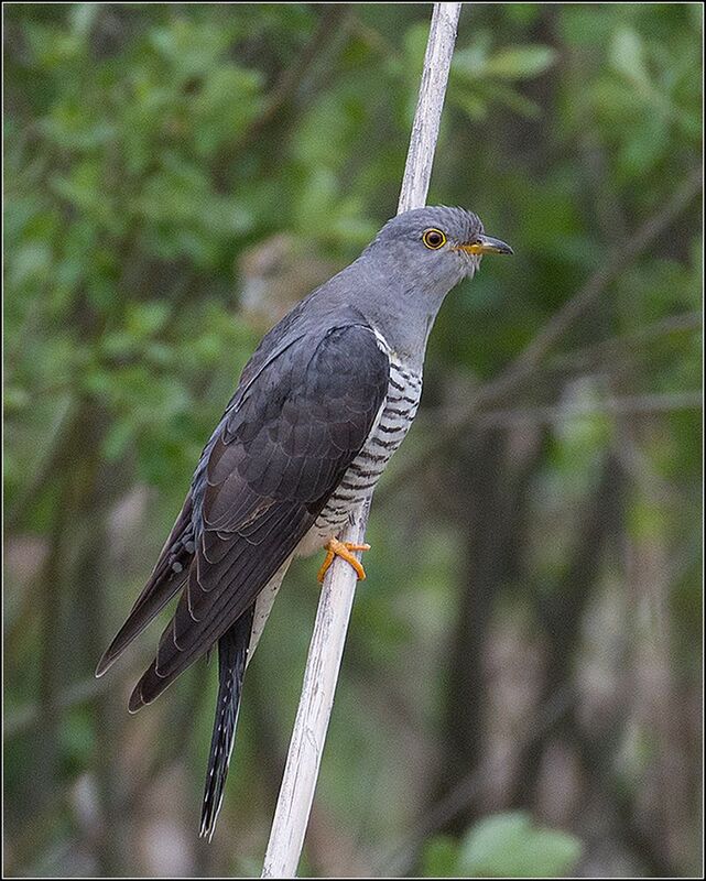 москва, июнь, парк, кукушка, птица * фото превью