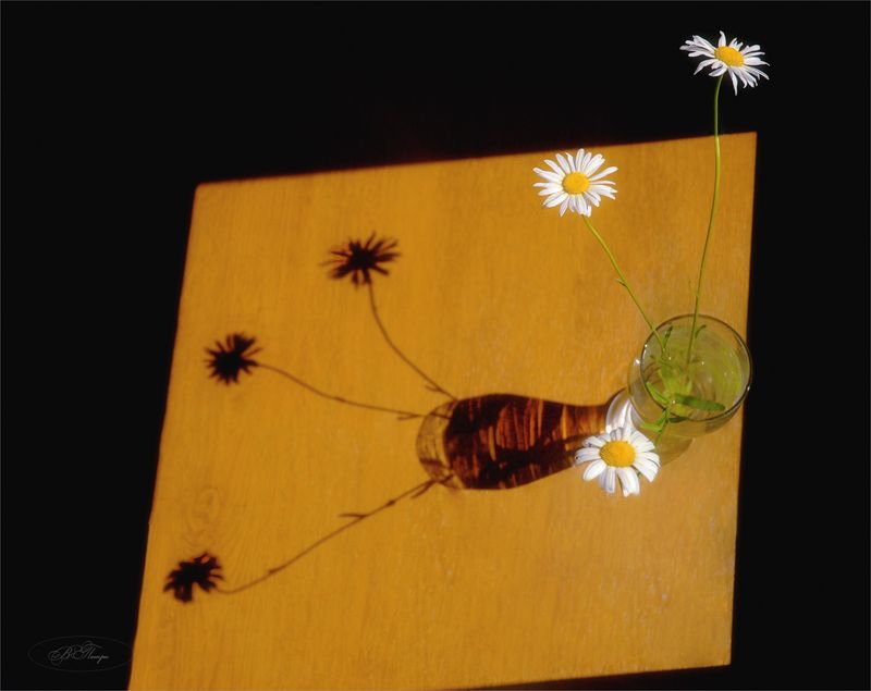 ромашки ваза тени Свет и тень фото превью