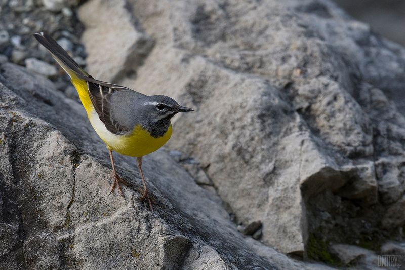 Горная трясогузка фото превью
