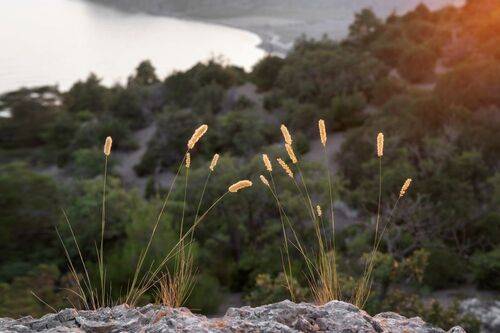 Горные сухоцветы