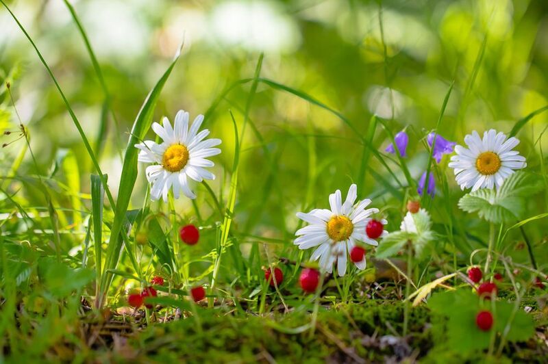 .... фото превью