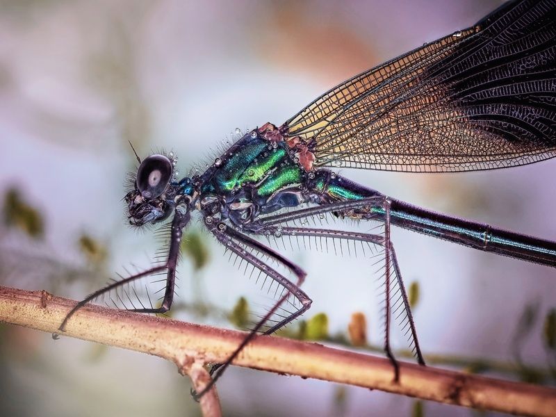 Красотка - девушка фото превью