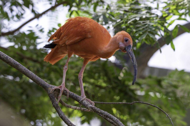Scarlet ibis фото превью