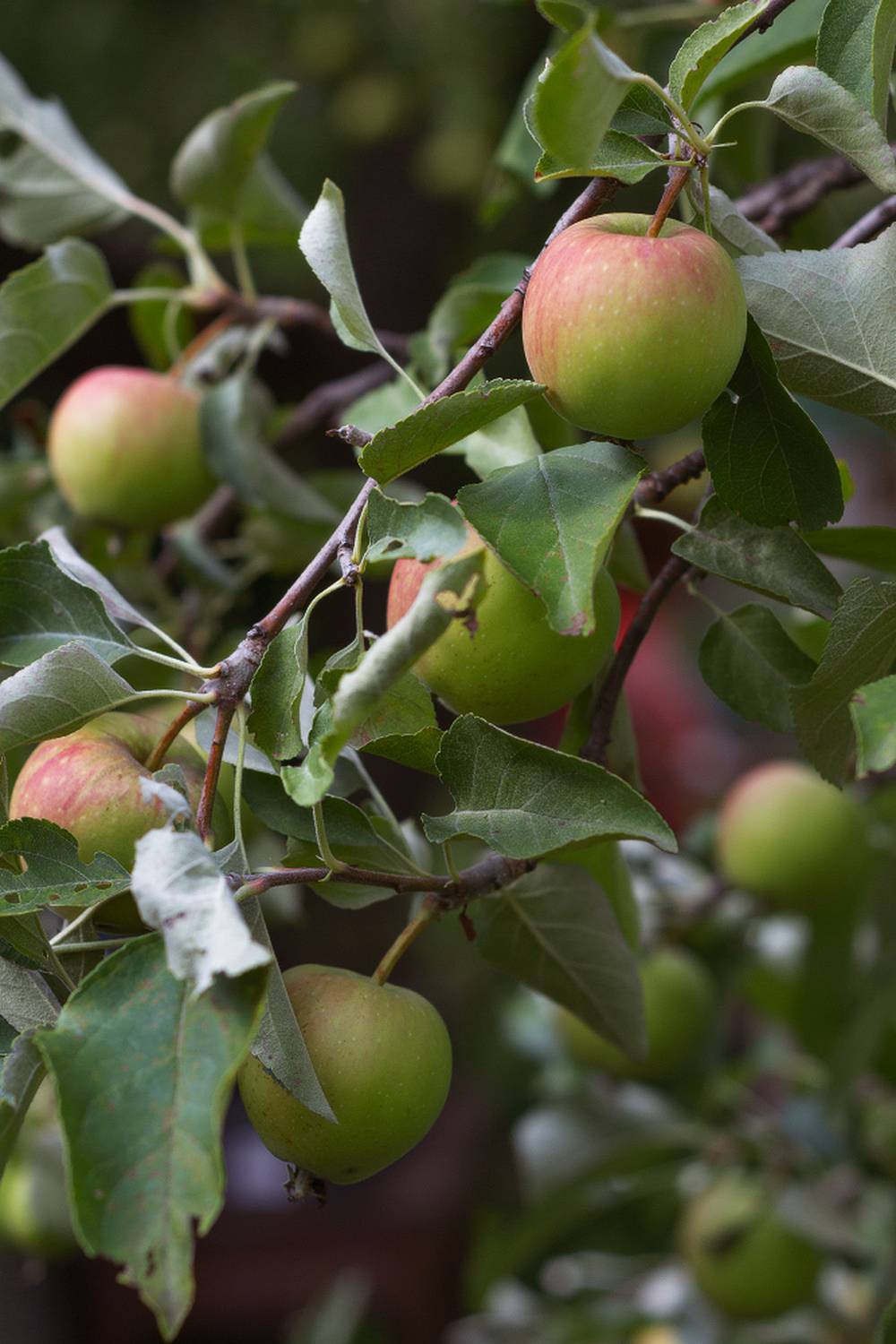 , Лысенко Сергей