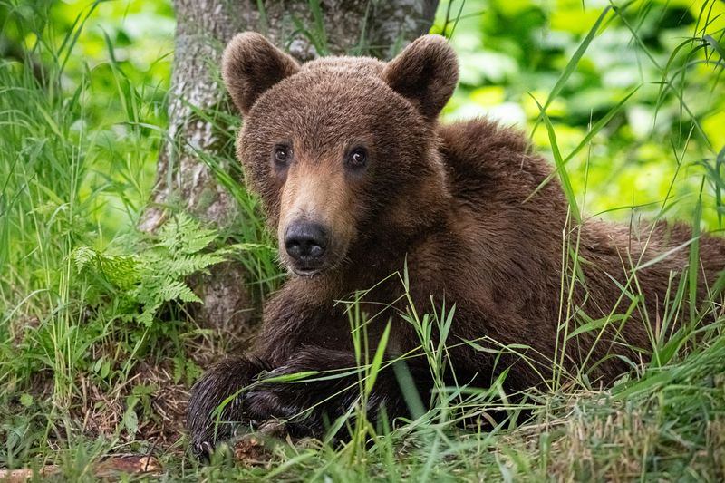 медведь, медвежонок, Камчатка, лес, тайга, хищник, зверь Ну что? Красиво я получился? Лапки видно? фото превью