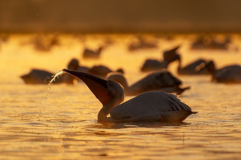 розовые пеликаны, птицы, pink pelicans, birds На рассвете фото превью