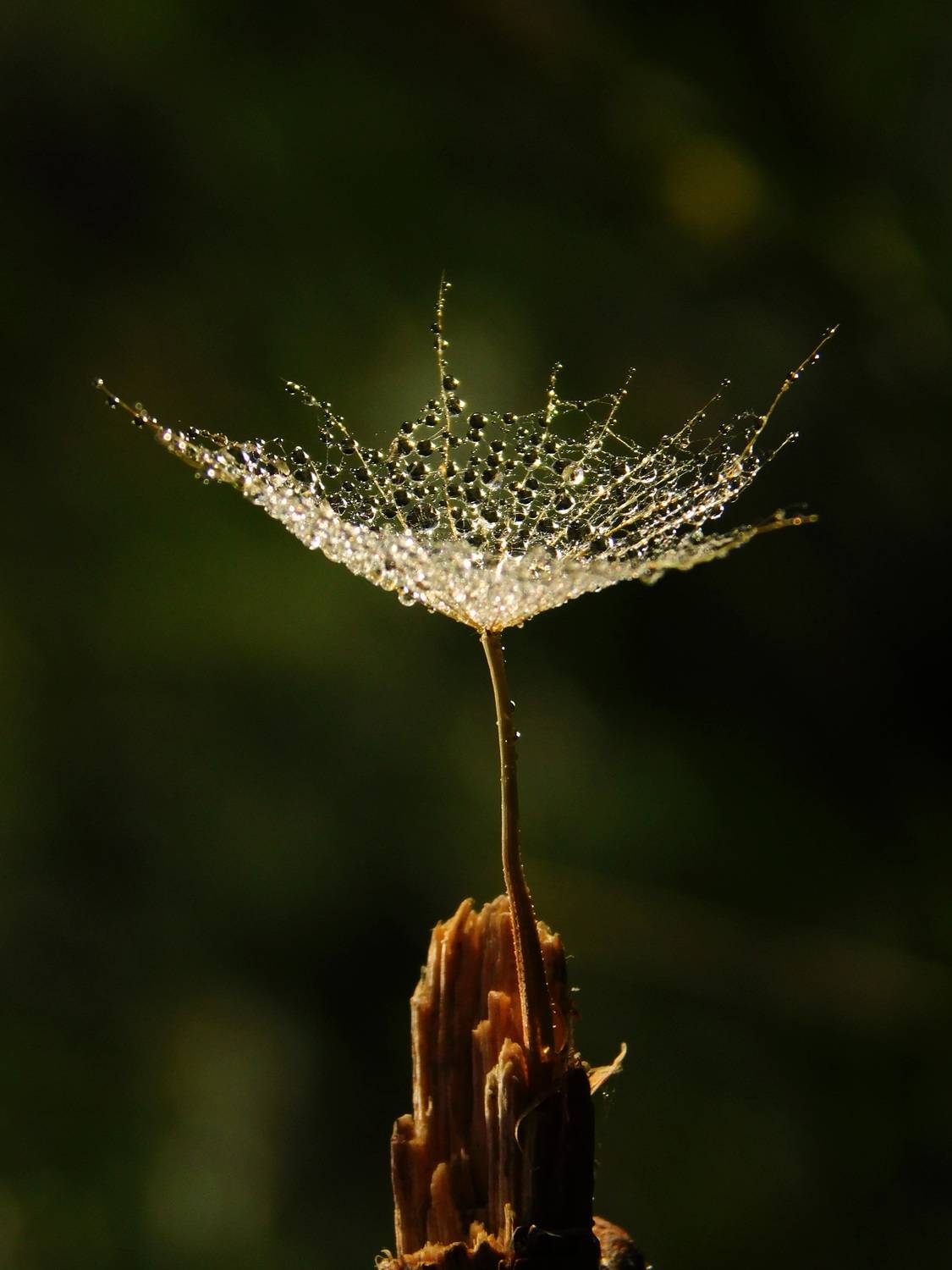 , Сергей Чеченов