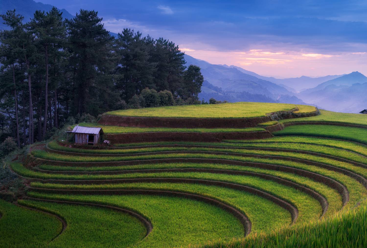 вьетнам, му кан чай, провинция, лао кай, рис, рисовое, поле, терраса, рисовые, террасы, холм, горы, осень, азия, vietnam, mu cang chai, province, lao cai, rice, paddy, paddies, field, hill, mountain, traditional, hut, terrace, terraces, autumn, Эрнест Вахеди