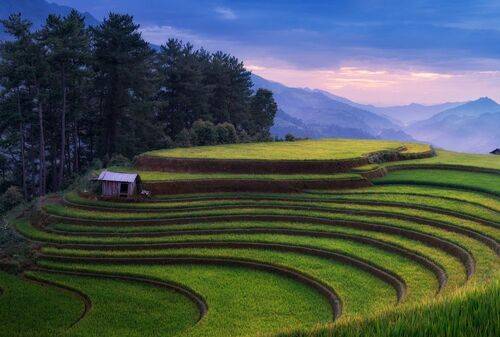 Рисовые террасы в горах / Rice terraces