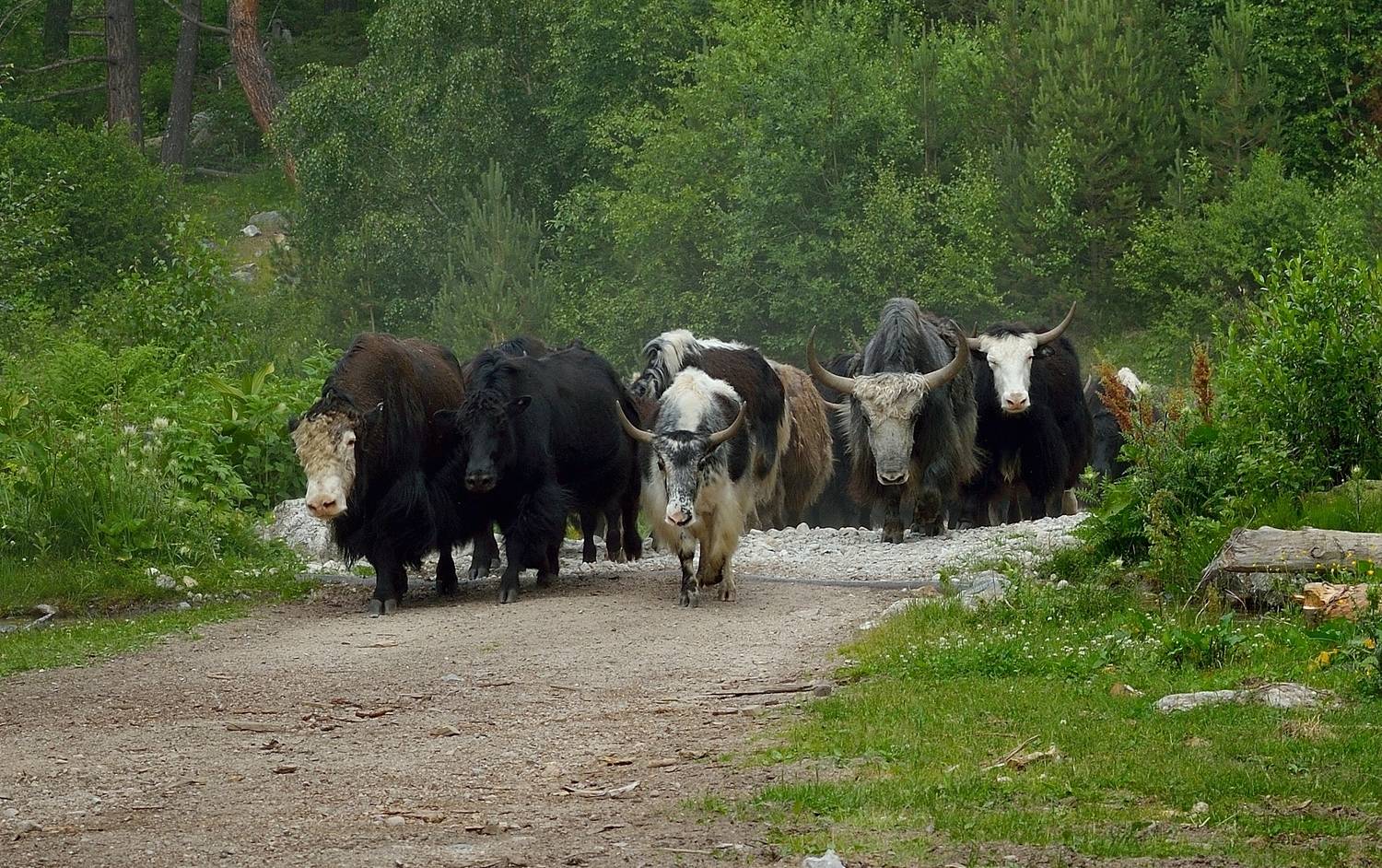 горы лето кавказ яки, Александр Жарников