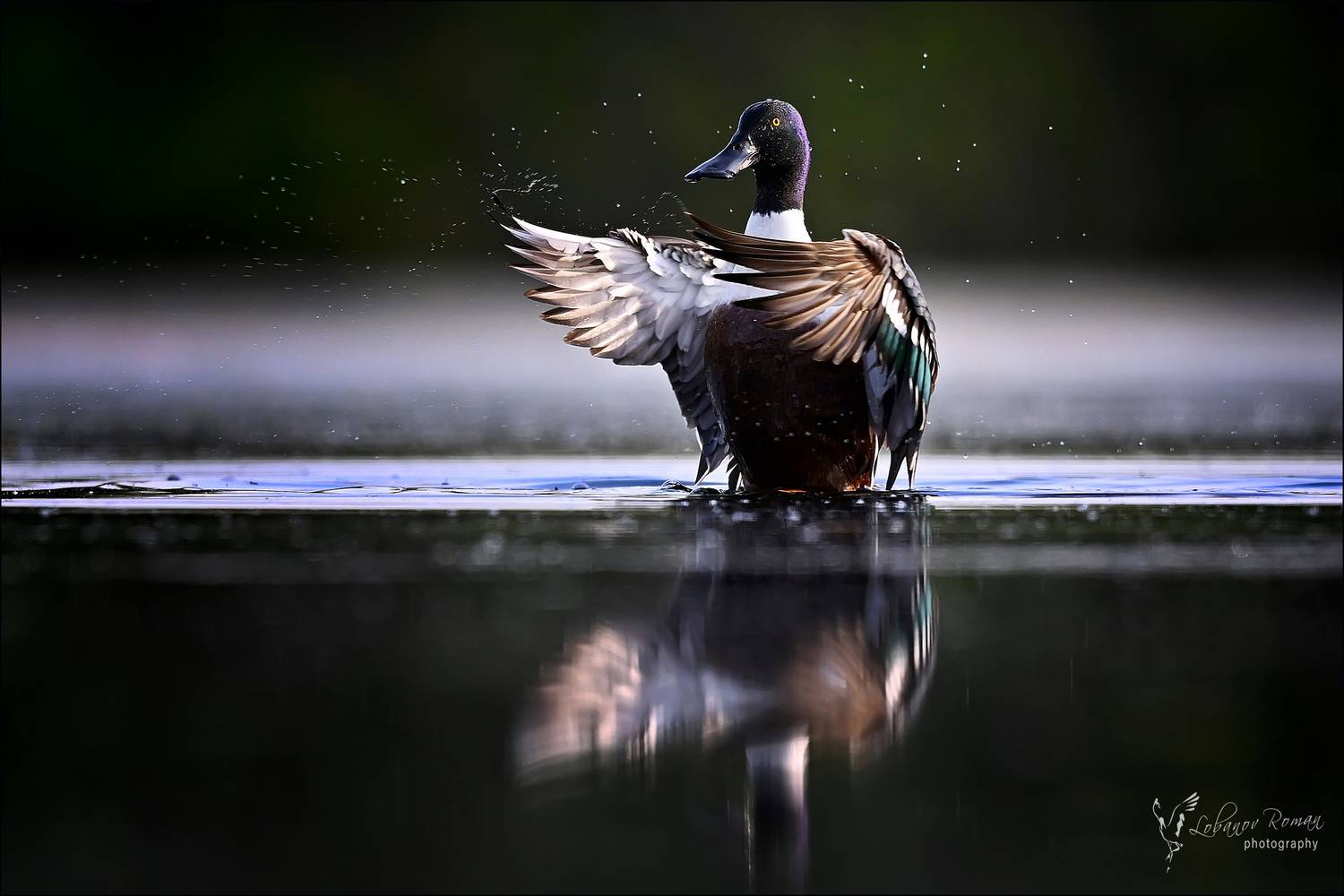 , Лобанов Роман