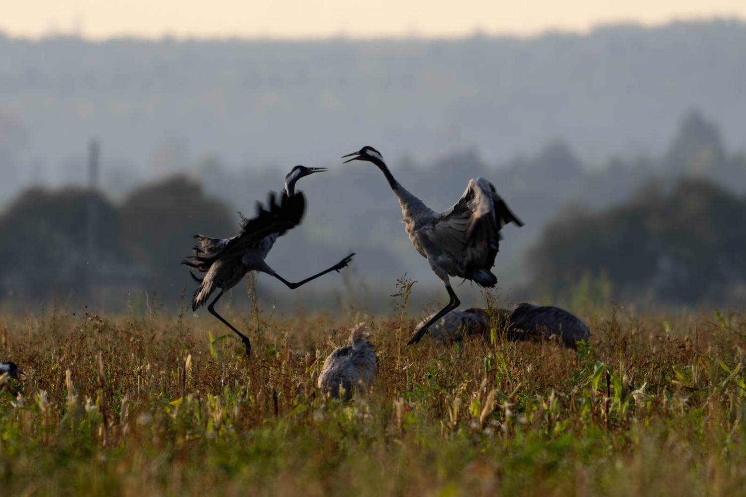, Велин Александр