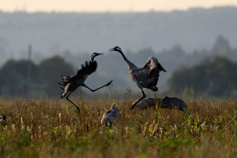 Журавли. Битва фото превью