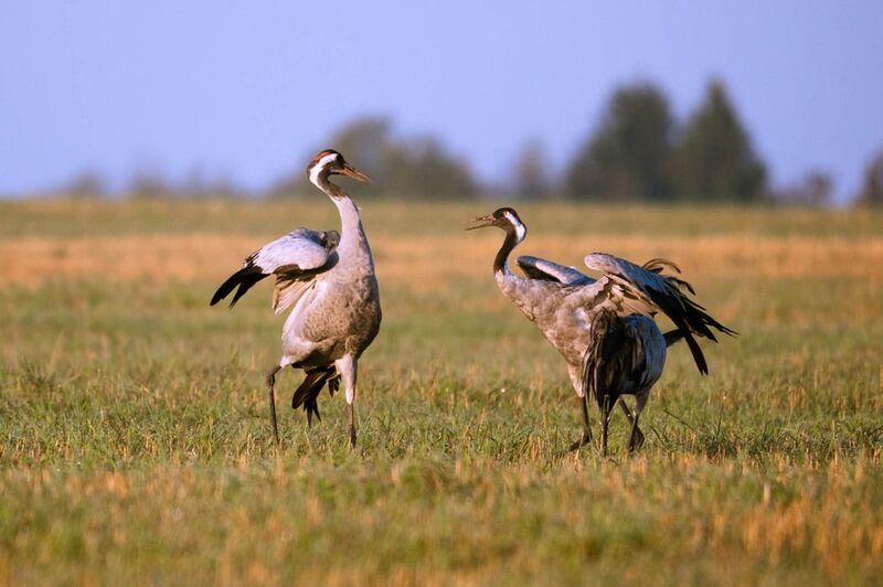 Кто главный фото превью