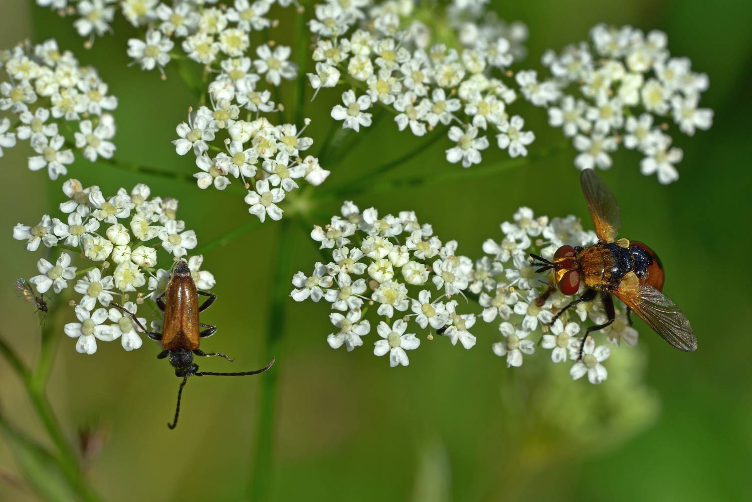 , Корнейчук Игорь