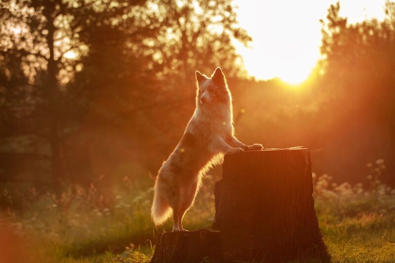 фото превью