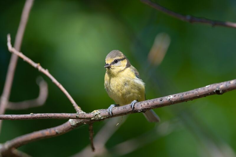 лазоревка, синица, синичка, птица, птицы, лето, лес, природа, фотоохота, санкт-петербург, петербург, спб Лазоревка фото превью