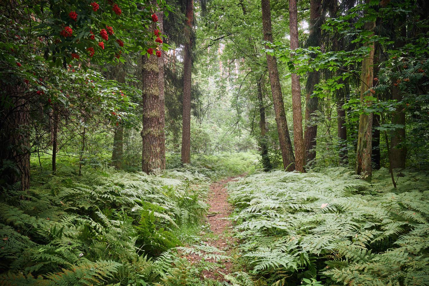 лес, деревья, листва, свет, Валерий Вождаев