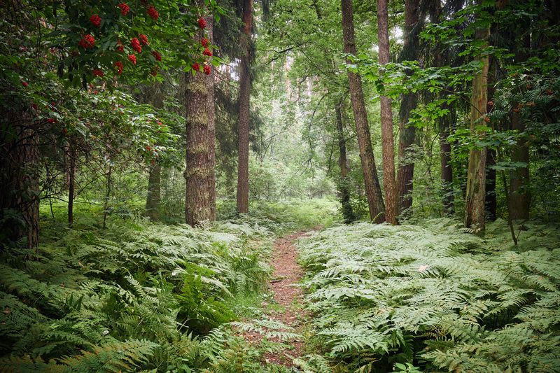 В летнем лесу фото превью