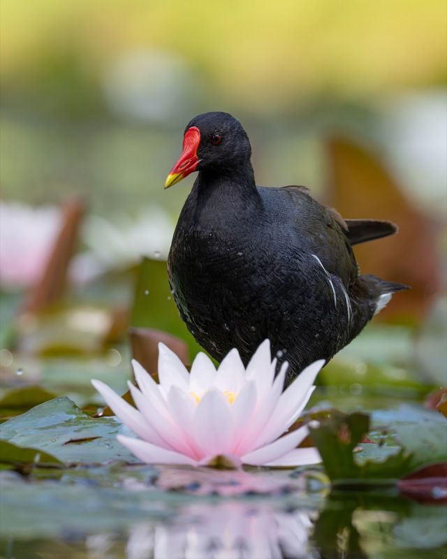 кувшинка, камышница, пруд, птицы Камышница и кувшинка фото превью