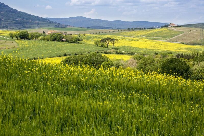 Тоскана весенняя. Неподалёку от Монтальчино фото превью