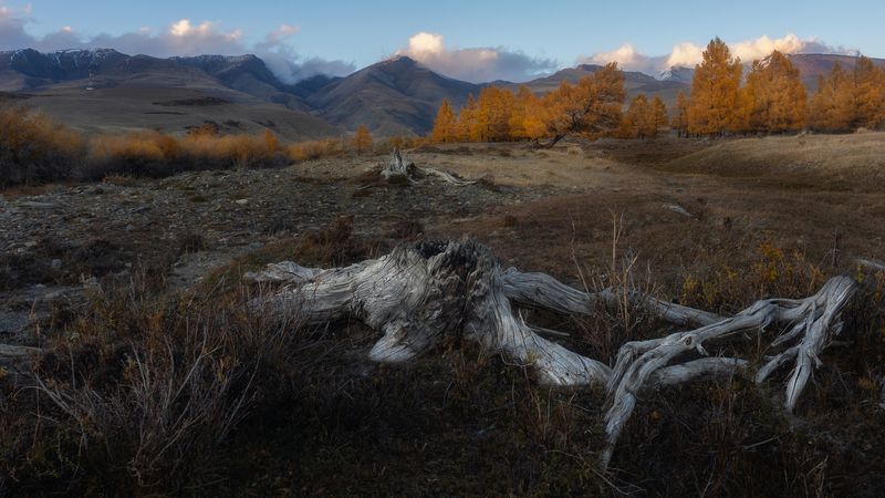 Старые кости Алтая фото превью