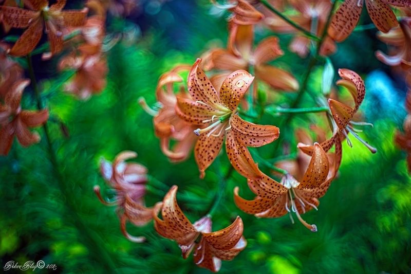 *** фото превью