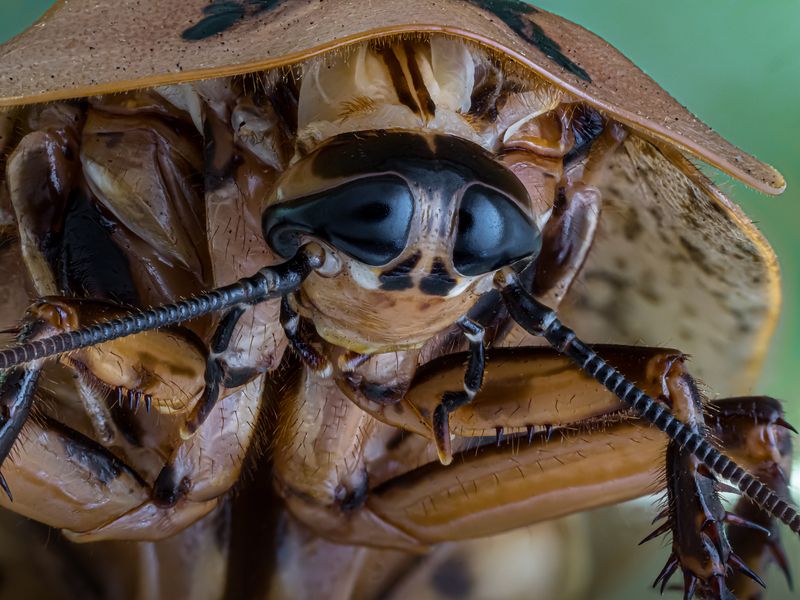 ИСЧАДИЕ АДА. фото превью