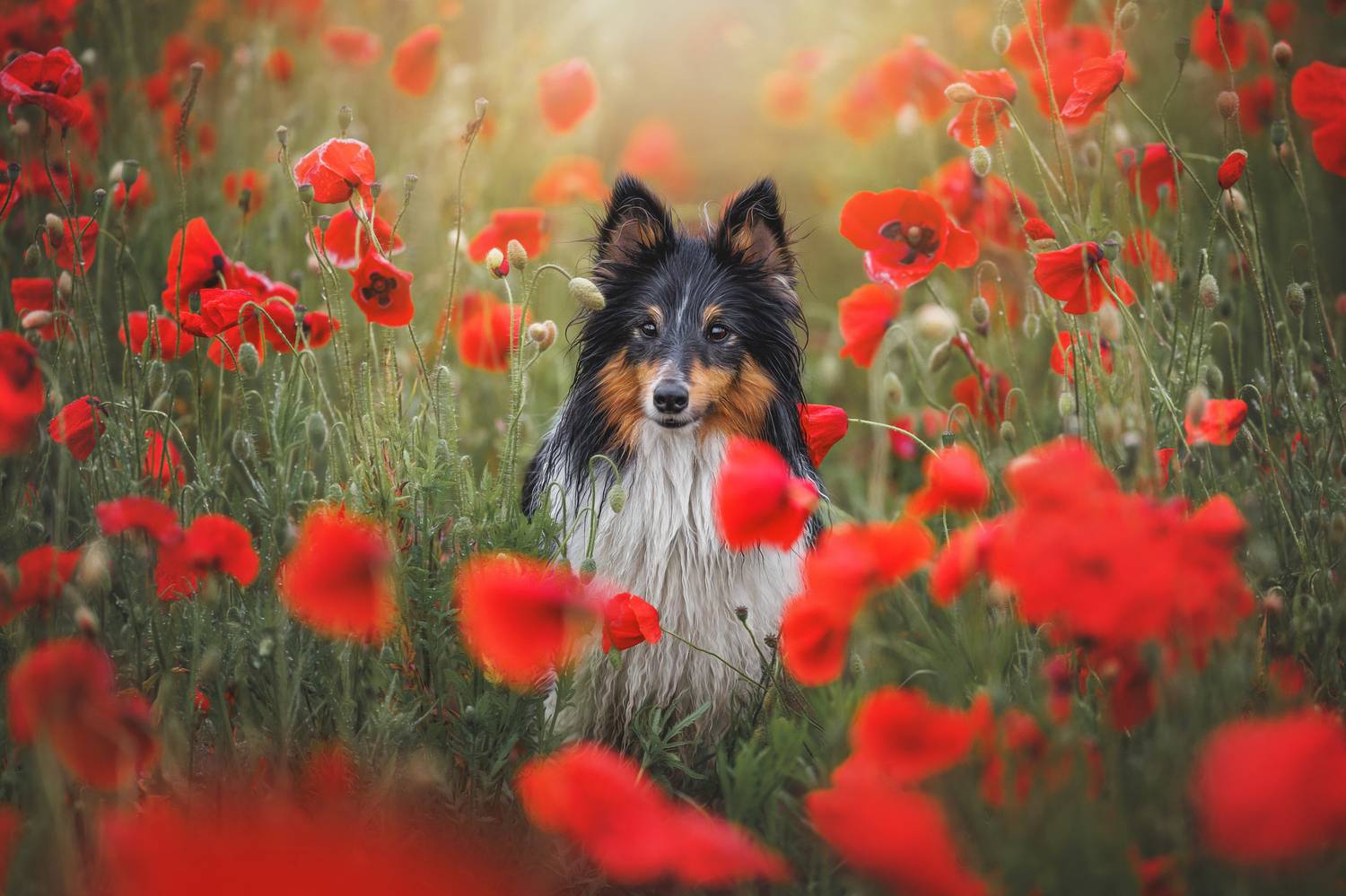 , Яна Нарбутович